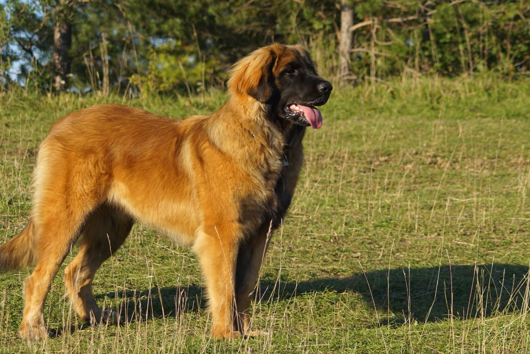 Rieka L&ouml;we vom Zschopautal ca. 1 Jahr.