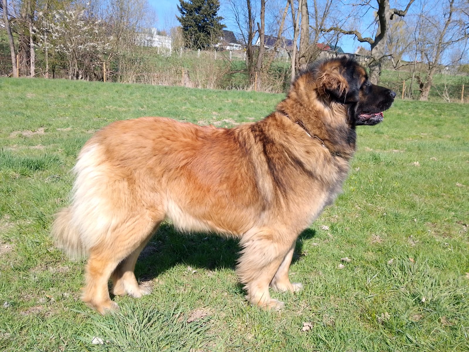 Elli Löwe vom Muselbach